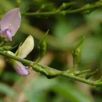 Galactia striata (Jacq.) Urb.